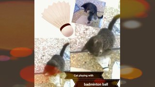 Kitty playing with Badminton ball video New 2017