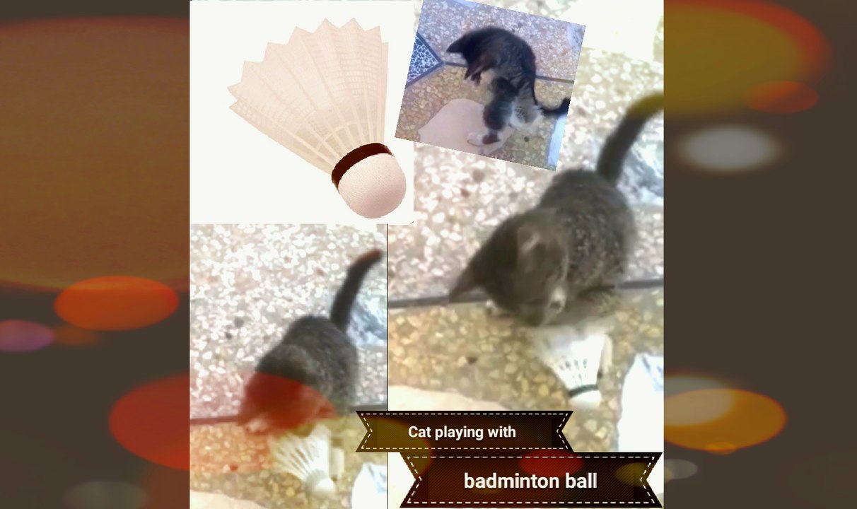 Kitty playing with Badminton ball video New 2017
