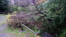 Viento, árbol derribado y fuerte oleaje: Efectos del temporal Bruno en Candás, Asturias