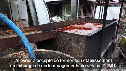 [Actualité] Eleveur de viande canine en Corée du Sud, un métier de chien