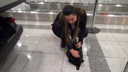 Havalimanı Tuvaletinde Unutulan Yavru Köpeğe Personel Sahip Çıktı