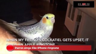 iPhone zil sesi çıkaran kuş