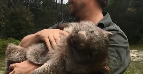 Clingy Wombat George to Be Released Into the Wild