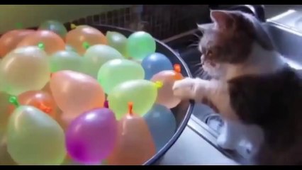 TRY NOT TO LAUGH CAT - DOG FAILS (MUST WATCH)