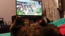 Cat amazed by other cats tv funny