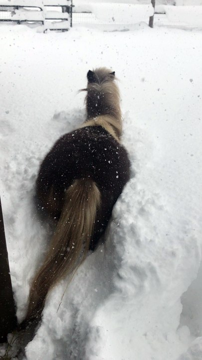 Dashing Through the Snow