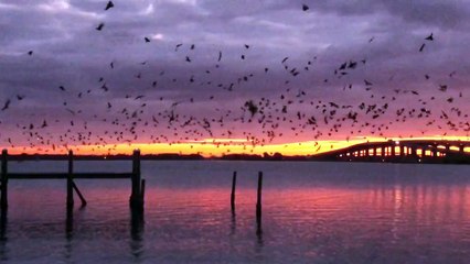 Blackbirds at Sunrise