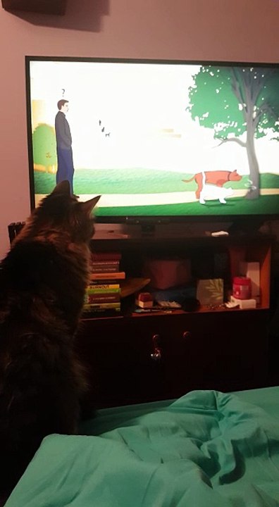 Cat watching tv funny