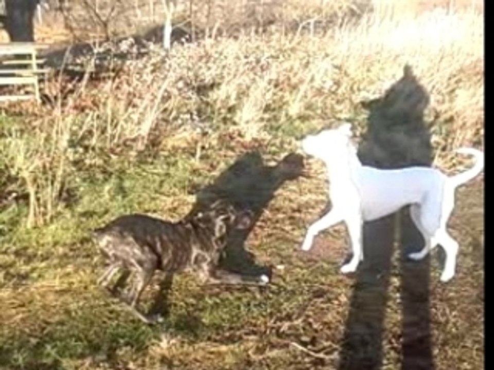 dogue vs cane corso ( lol le cane a 5 mois et demi )