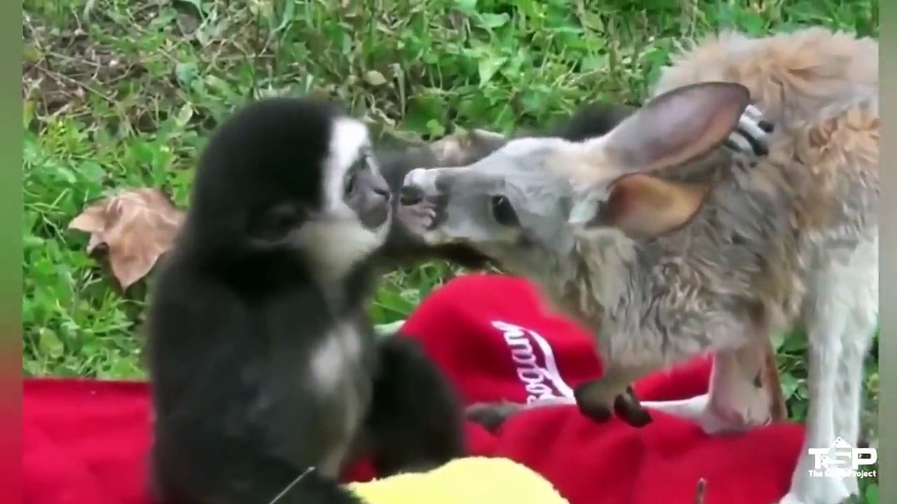 Most Amazing Wild Animals Attacks Strange Animal fight Amazing!! Animal Saves Another Animal | Animal Heroes