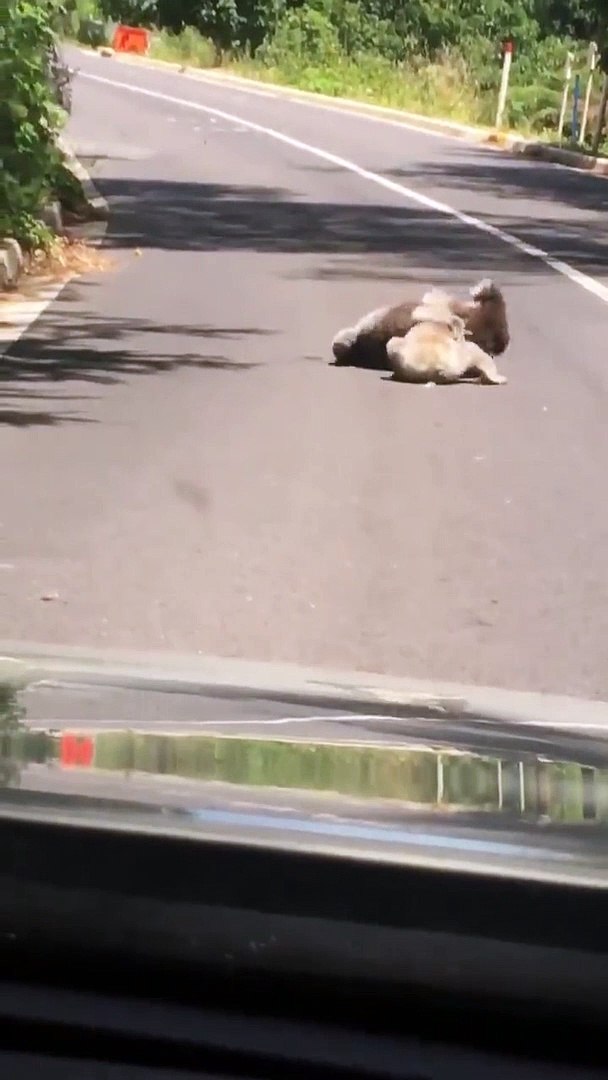 2 koalas bloquent la route