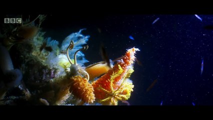 Blue Planet II: Official Trailer