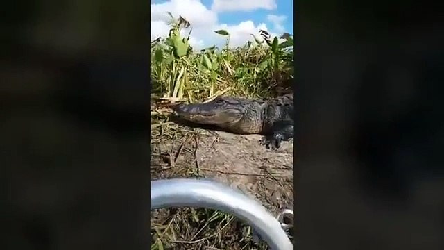 Đang ngồi trên thuyền, du khách phát hoảng khi thấy cá sấu bò lên góp vui