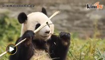 Panda gergasi kelahiran Malaysia mula sesuaikan diri di China