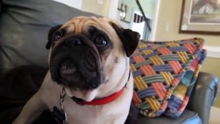 Pug Gets Scolded - Takes it Hard