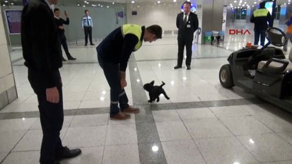 Havalimanı tuvaletinde unutulan yavru köpeğe personel sahip çıktı