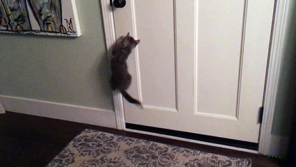 Get the dot! Get the dot! Get the dot!