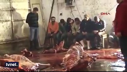 SURİYELİLERE AİT KESİMHANEDE ONLARCA KESİLMİŞ AT BULUNDU