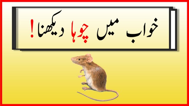 khwabon ki tabeer in urdu - khwab mein choha dekhnay ki Tabeer
