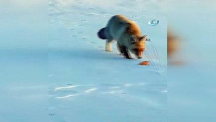 Kedi besler gibi Tilki beslediler