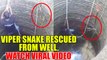 Russell's Viper snake rescued from well, Watch Video | Oneindia News