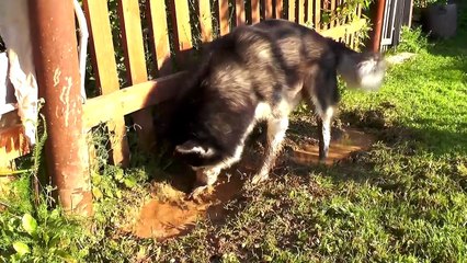 Johny Johny Yes Papa Song Nursery Rhymes for Children kids BAD BABY ARE YOU SLEEPING SO