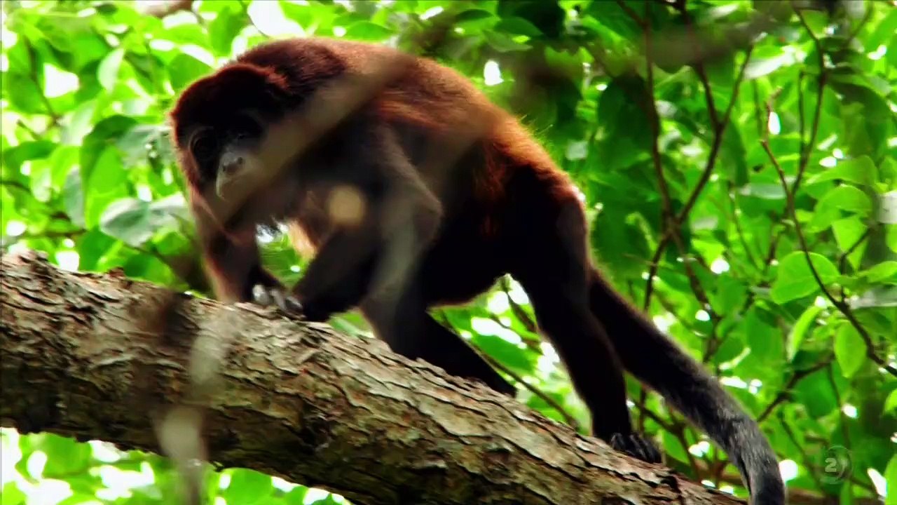 Survivor New Zealand S01E05 Part 1 by Asn35