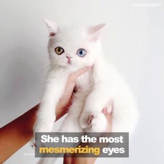 Voici Missy Pam Pam un chat au regard bicolore magnifique