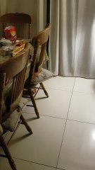 This is How My Dog Plays Fetch