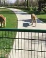 In Switzerland a woman had taken care of two lions when they were small but later t