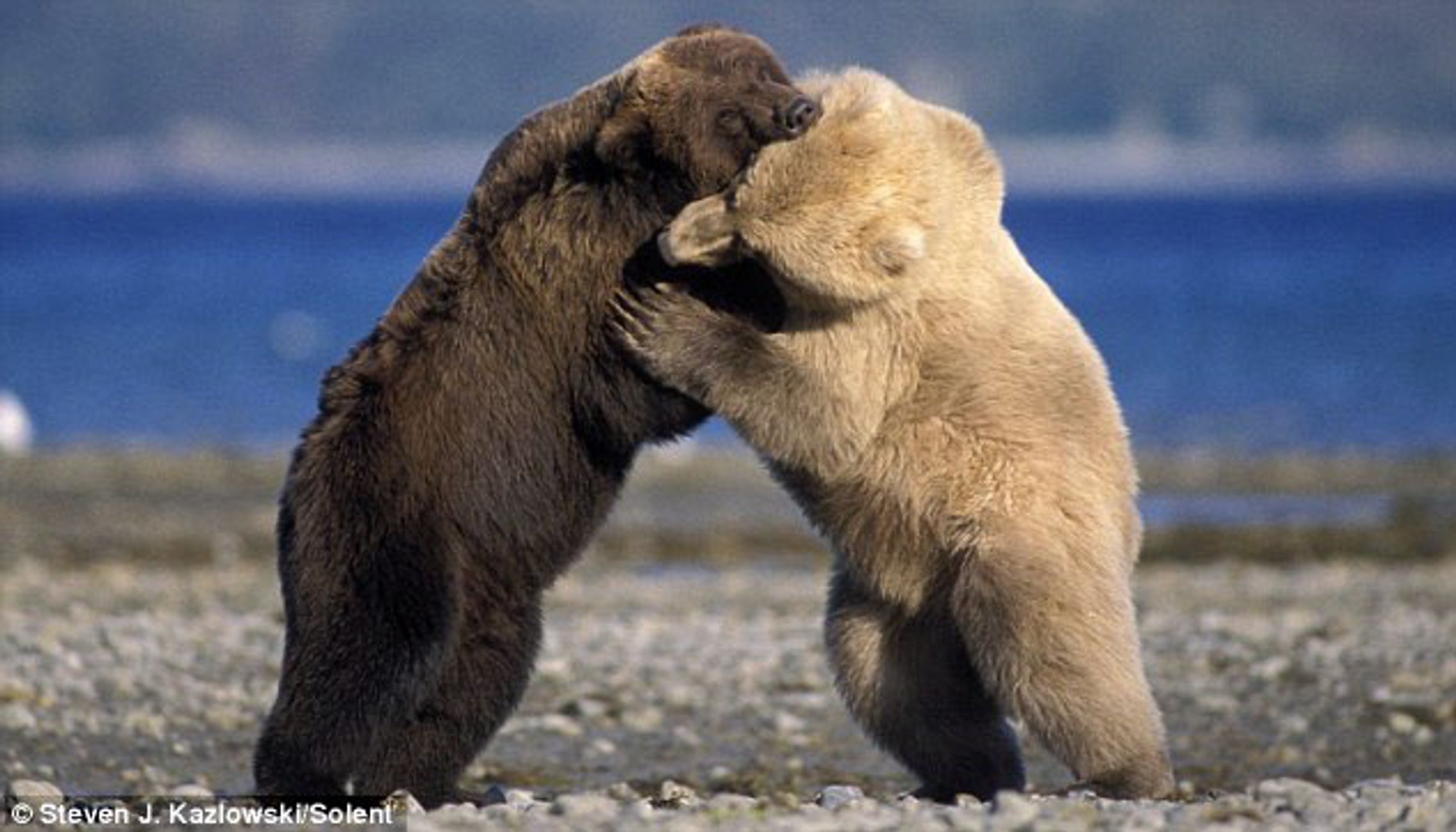 ⁣Animal Planet - Bears Evolution