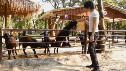 バンコク旅行,タイの動物園,ヤギ