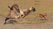 MUST SEE! Lion Save Baby Impala From Leopard Attack - King Cobra vs Snake, Python