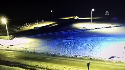 Aç kalan kurtlar sahipsiz köpeği parçaladı - ERZURUM