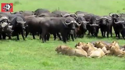 100 Friends Rescue Buffalo From Lions - Unbelievable Moments Animals Save
