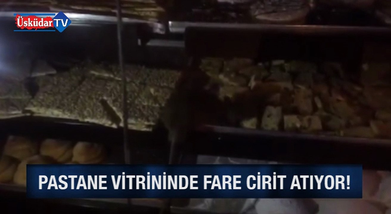 Pastane Vitrininde Fare Cirit Atıyor