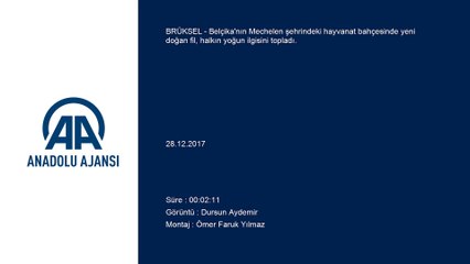Belçika'da fil yavrusuna yoğun ilgi - BRÜKSEL