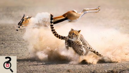 Top 5 Cele Mai Ucigase Animale. Partea 1