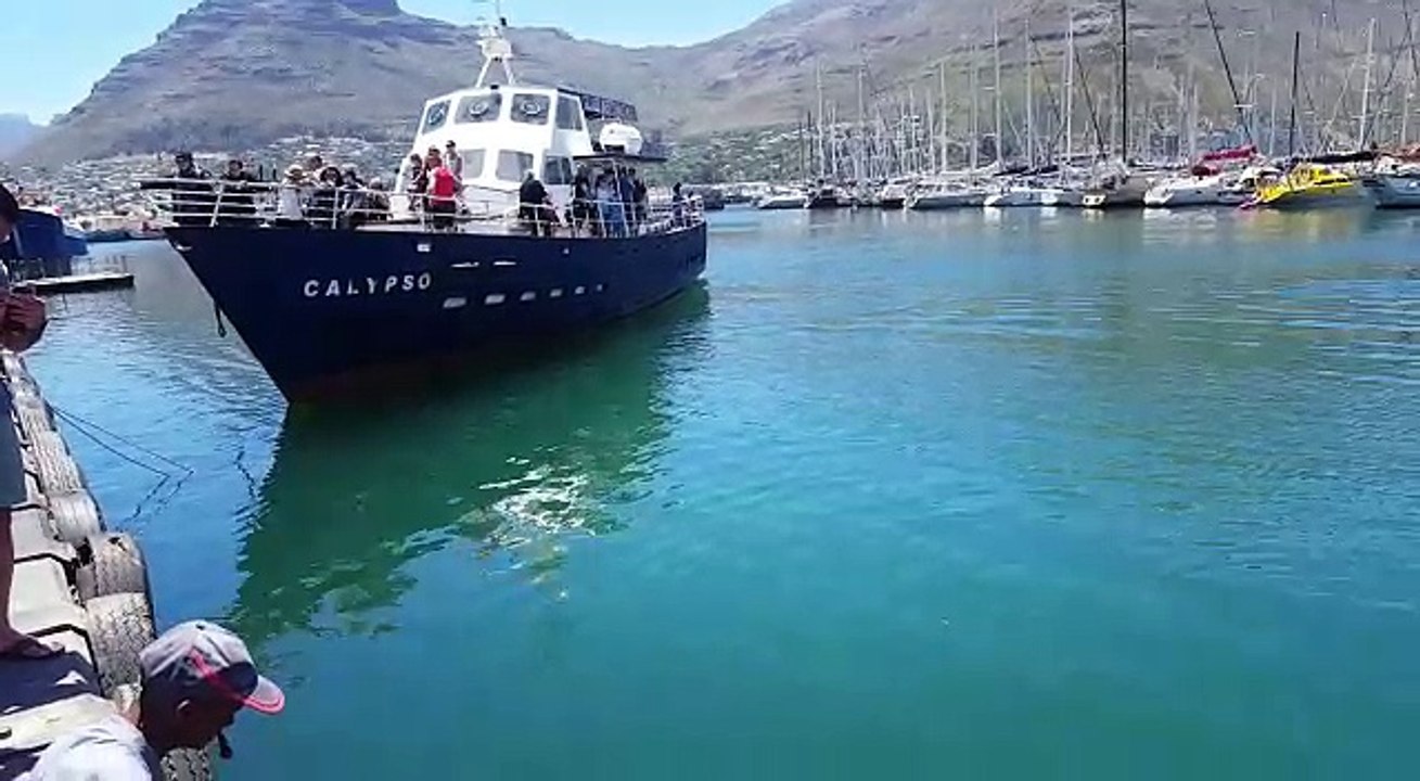 Kiss from a seal