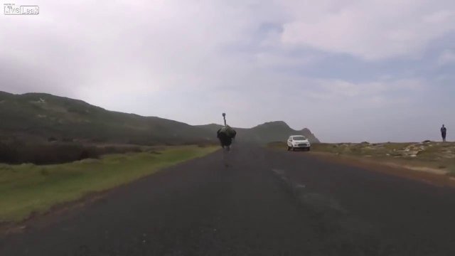 Poursuivis à vélo par une autruche !!! Comme dans Jurassic Park