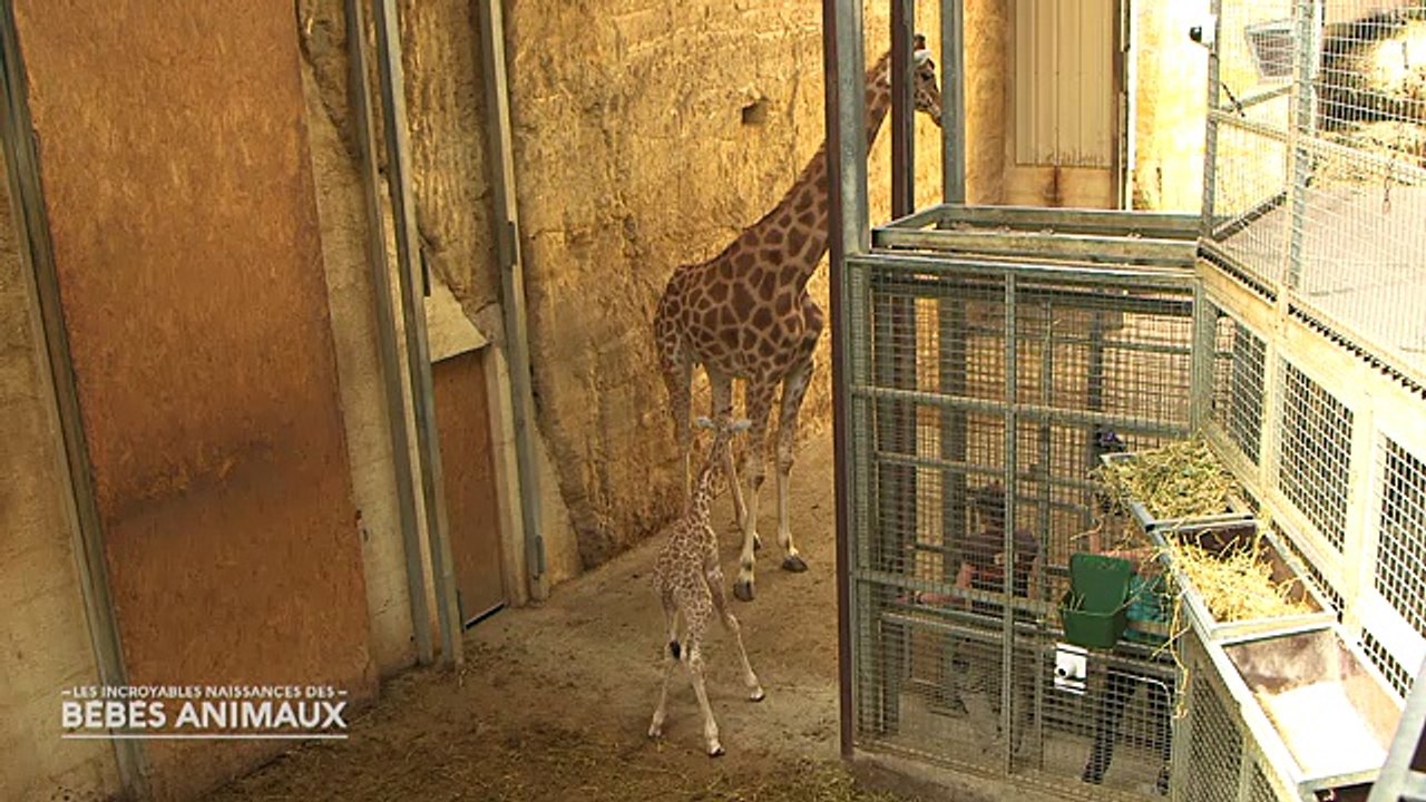 AVANT-PREMIERE - Découvrez les 1ères images des  "incroyables naissances des bébés animaux" sur C8 -