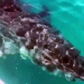 Prise au piège par un requin de 5 mètres, cette famille a vécu un véritable enfer !