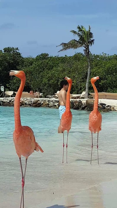 Flamingo Beach on Renaissance Island