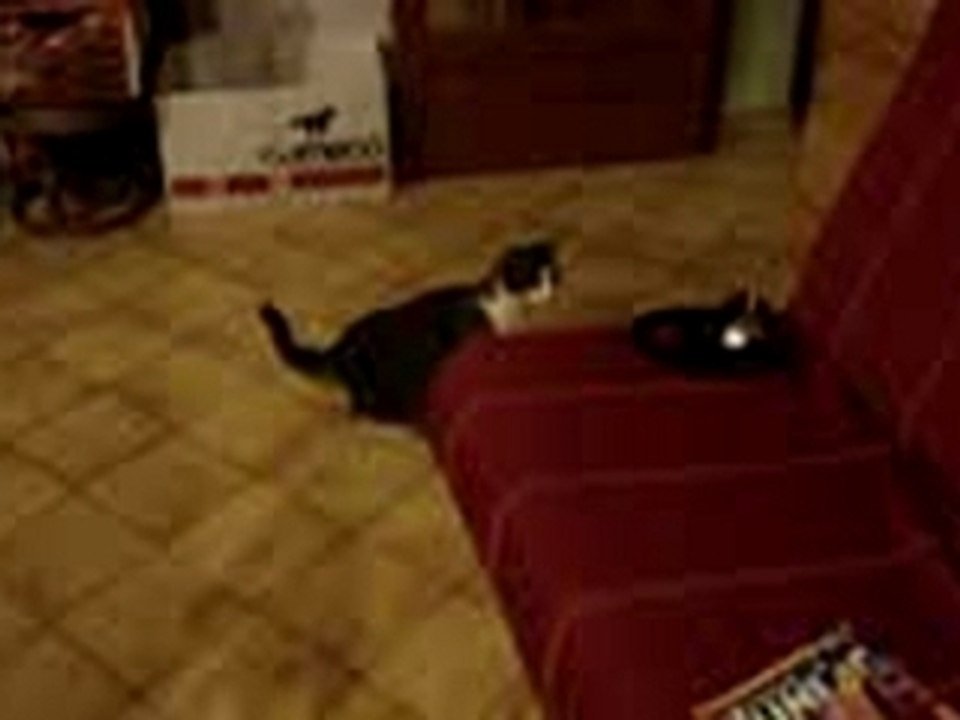 Photo 009
