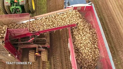 Şeker Pancarı Hasadı