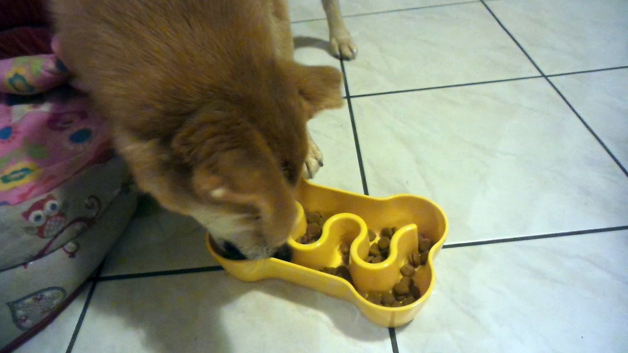 rouky et sa gamelle inooko