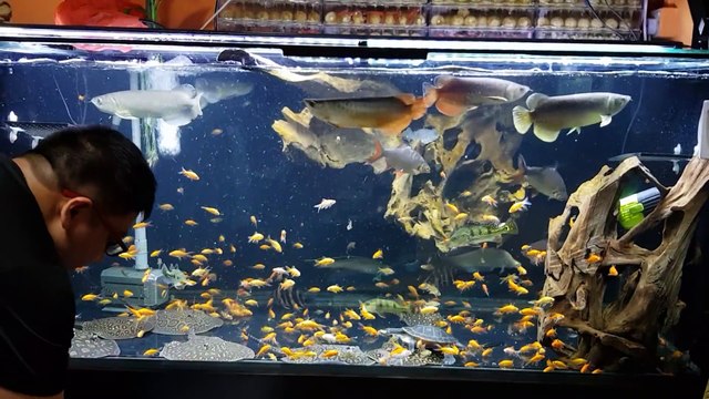 Il nourrit ses poissons carnassiers avec des centaines de poissons rouges... A table