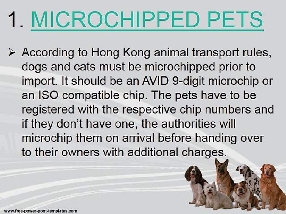 7 PET IMPORT RULES OF HONG KONG WHICH EVERY PET OWNER MUST KNOW