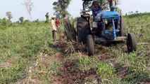 Agiriculture in cambodia | Cassava, Farm ivity | Agiriculture on world