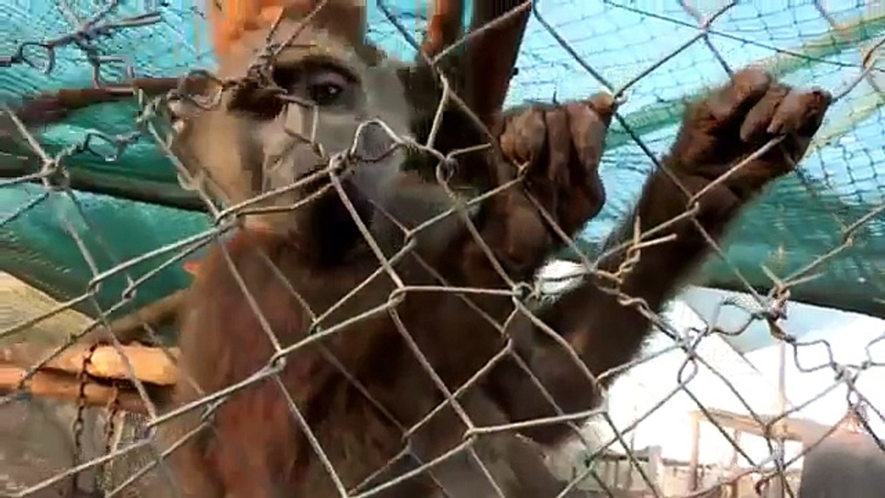 Paul O Gradys Animal Orphans S01E02